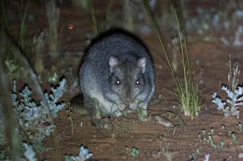 Bettongia lesueur, 2026-10-15