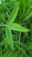 Trifolium montanum