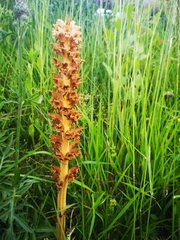Orobanche elatior