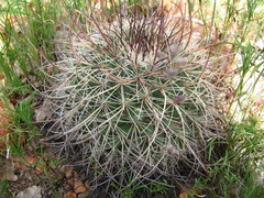 Mammillaria grusonii