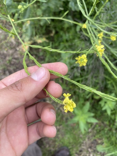Brassica nigra observed 2026-10-24