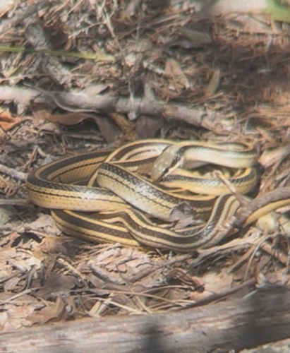 Texas Patch-nosed Snake