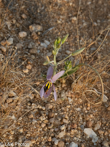 Cyanella ramosissima (Cyanella ramosissima)