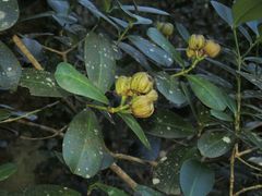 Baloghia inophylla