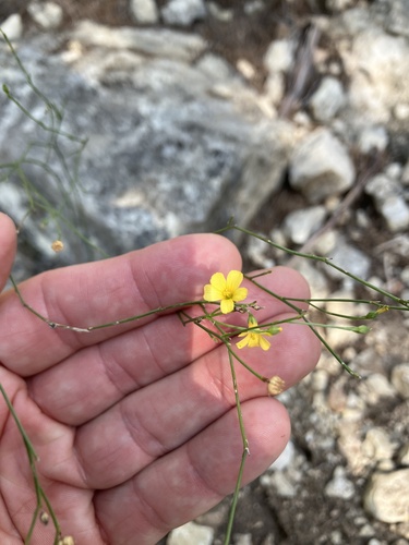 Rock Flax