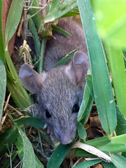 Peromyscus gambelii