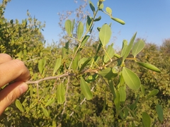 Gymnosporia senegalensis image