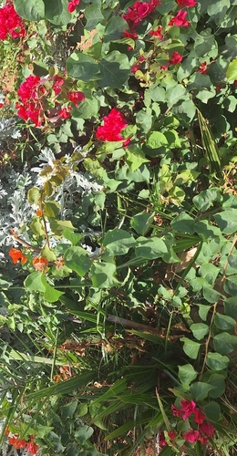 Bougainvillea buttiana observed 2026-10-24