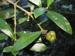 Baloghia inophylla