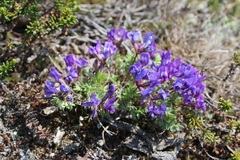 Oxytropis revoluta