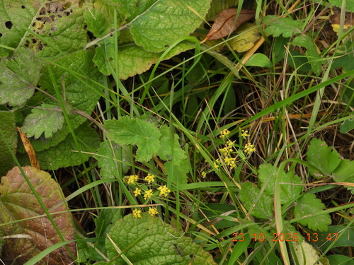 Bupleurum falcatum observed 2026-10-23