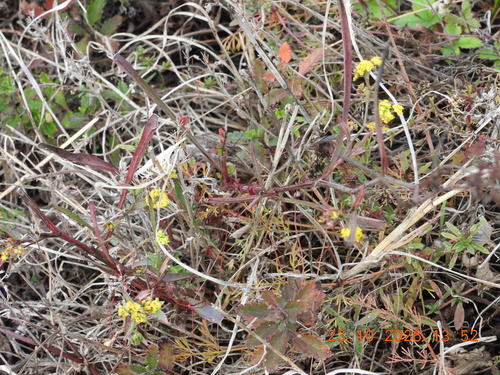 Bupleurum falcatum observed 2026-10-23