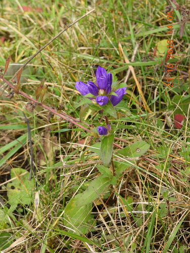 Campanula glomerata, 2026-10-23
