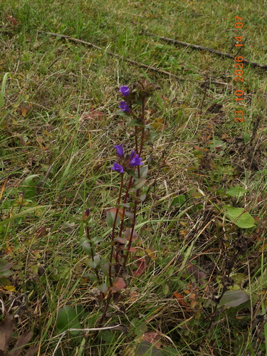 Campanula glomerata, 2026-10-23