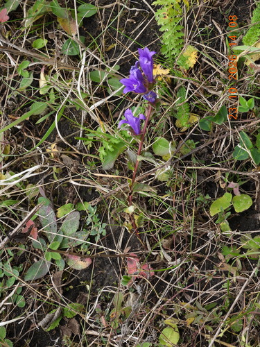 Campanula glomerata, 2026-10-23