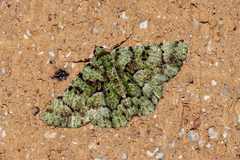 Aeolochroma hypochromaria