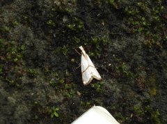 Pseudargyria interruptella