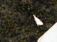 Pseudargyria interruptella