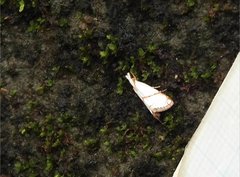 Pseudargyria interruptella