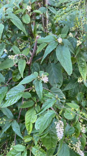 Rivina humilis observed 2026-10-24