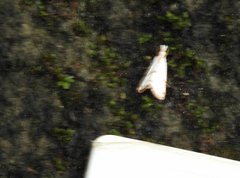 Pseudargyria interruptella