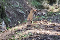 Turdus boulboul