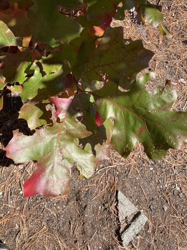 Quercus velutina, 2026-10-24