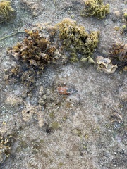 Mitra stictica