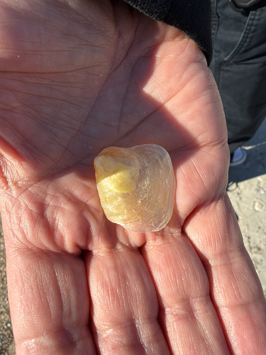 Anomia simplex, 2026-10-24