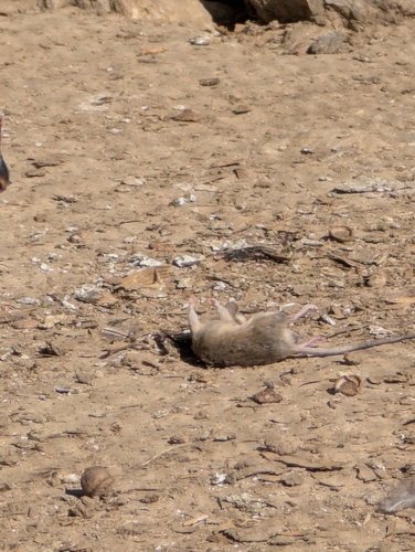 Mus musculus observed 2026-10-24