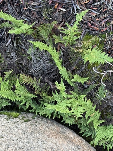Myriopteris clevelandii observed 2026-10-24