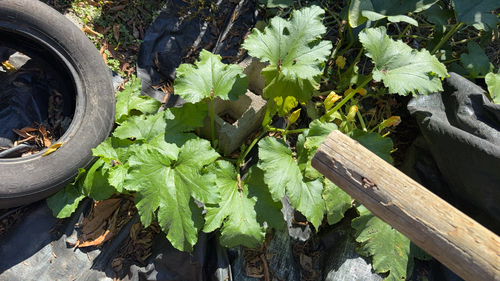 Cucurbita pepo observed 2026-10-24