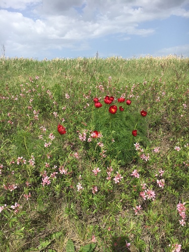 Paeonia tenuifolia