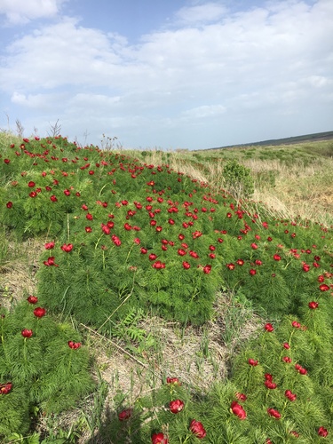 Paeonia tenuifolia