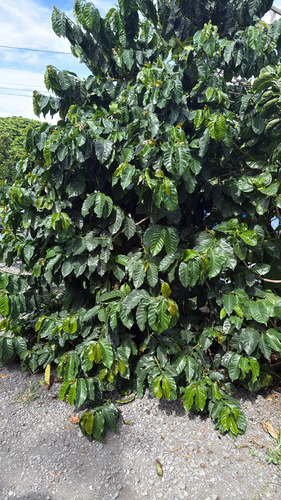 Coffea arabica observed 2026-10-23