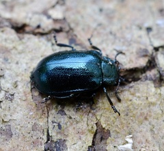 Chrysomela lapponica