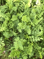 Astragalus glycyphyllos
