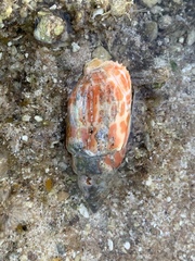 Mitra stictica