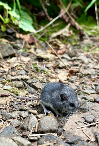 Western Deer Mouse