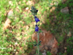 Salvia nana