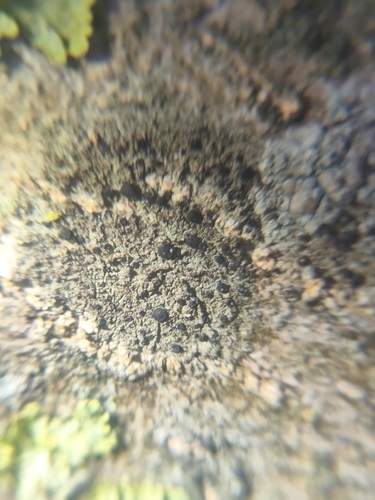 Tiny Button Lichen