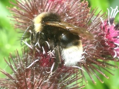 Bombus vestalis
