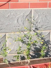 Crepidiastrum sonchifolium