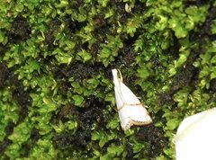 Pseudargyria interruptella