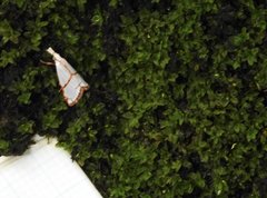 Pseudargyria interruptella