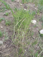 Asparagus pallasii