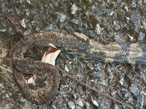 Amblycephalus, 2026-10-24