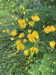 Caesalpinia