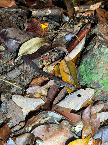 Oligodon signatus observed 2026-10-23