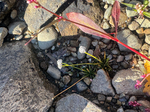 Eriocaulon observed 2026-10-24